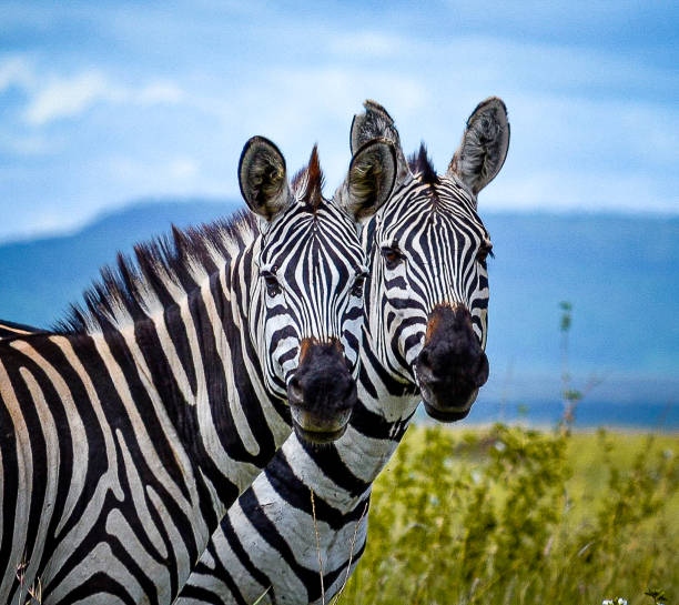 5 Days/4 Nights Tarangire NP, Southern & Central Serengeti and Ngorongoro Crater